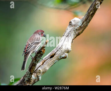 Un petit Finch assis sur une crape myrtle membre de l'arbre. Banque D'Images