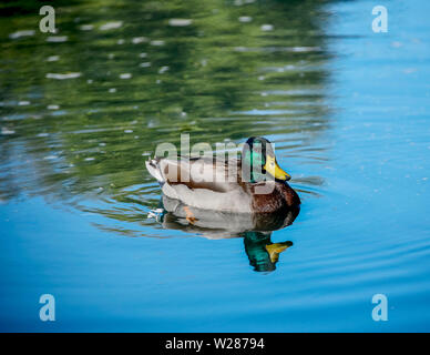 Un canard colvert natation dans un étang. Banque D'Images