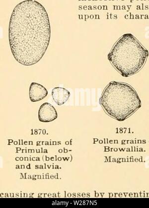 Image d'archive à partir de la page 379 de la Cyclopaedia of American horticulture