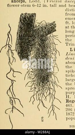 Image d'archive à partir de la page 384 de la Cyclopaedia of American horticulture Banque D'Images