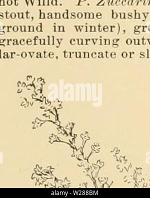 Image d'archive à partir de la page 384 de la Cyclopaedia of American horticulture Banque D'Images