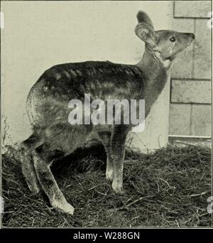 Image d'archive à partir de la page 384 de la deer de tous les pays ; Banque D'Images