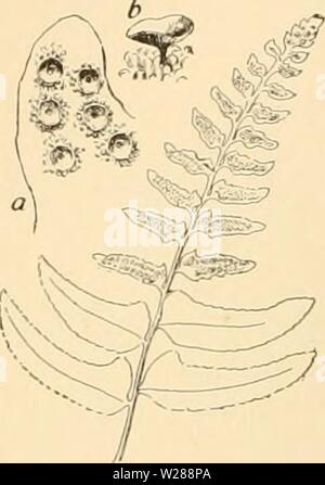 Image d'archive à partir de la page 387 de la Cyclopaedia of American horticulture Banque D'Images