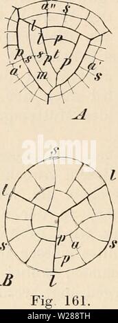 Image d'archive à partir de la page 387 de la das, anleitung zum praktikum botanische Banque D'Images