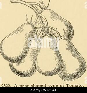 Image d'archive à partir de la page 390 de la Cyclopaedia of American horticulture
