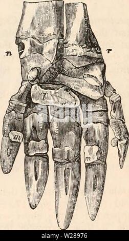 Image d'archive à partir de la page 390 de la cyclopaedia d'anatomie et de