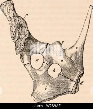 Image d'archive à partir de la page 391 de la cyclopaedia d'anatomie et de Banque D'Images