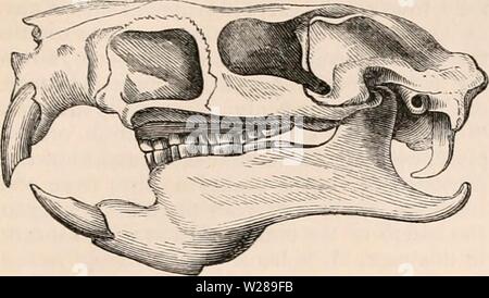 Image d'archive à partir de la page 392 de la cyclopaedia d'anatomie et de Banque D'Images