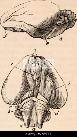 Image d'archive à partir de la page 395 de la cyclopaedia d'anatomie et de