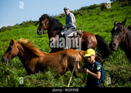 Les villageois de chevaux sauvages pour leur assemblée annuelle RAPA DAS BESTAS (Maîtrise des bêtes) festival à Estrada.chevaux sauvages sont capturés dans les collines et pris vers le village de Sabucedo à être cisaillés et marqués dans cette vieille tradition galicienne. Banque D'Images