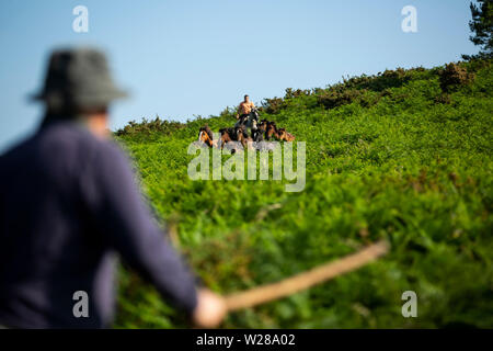 Les villageois de chevaux sauvages pour leur assemblée annuelle RAPA DAS BESTAS (Maîtrise des bêtes) festival à Estrada.chevaux sauvages sont capturés dans les collines et pris vers le village de Sabucedo à être cisaillés et marqués dans cette vieille tradition galicienne. Banque D'Images