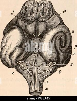 Image d'archive à partir de la page 397 de la cyclopaedia d'anatomie et de Banque D'Images