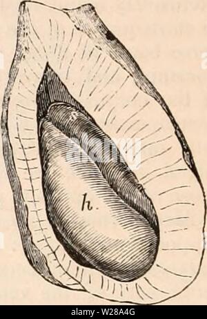 Image d'archive à partir de la page 397 de la cyclopaedia d'anatomie et de Banque D'Images