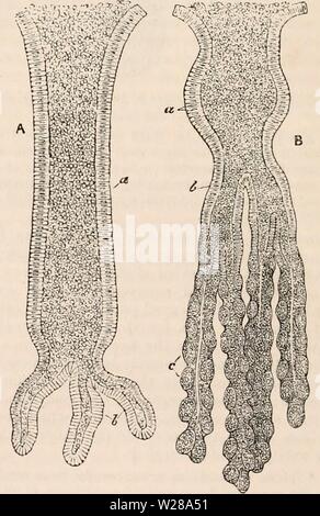 Image d'archive à partir de la page 397 de la cyclopaedia d'anatomie et de Banque D'Images