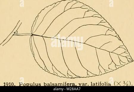 Image d'archive à partir de la page 400 de la Cyclopaedia of American horticulture Banque D'Images