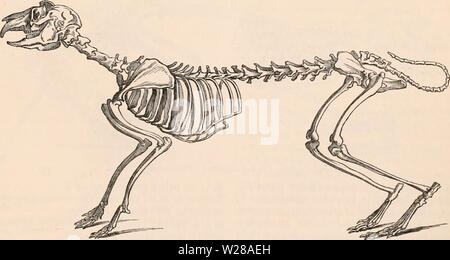 Image d'archive à partir de la page 400 de la cyclopaedia d'anatomie et de Banque D'Images