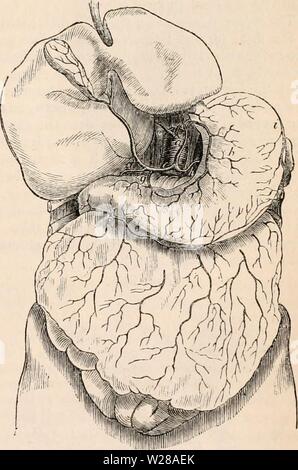 Image d'archive à partir de la page 400 de la cyclopaedia d'anatomie et de Banque D'Images