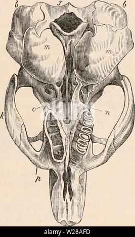 Image d'archive à partir de la page 400 de la cyclopaedia d'anatomie et de Banque D'Images