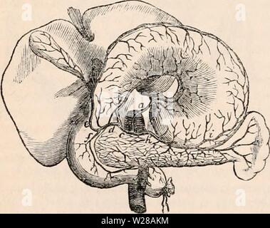 Image d'archive à partir de la page 401 de la cyclopaedia d'anatomie et de Banque D'Images