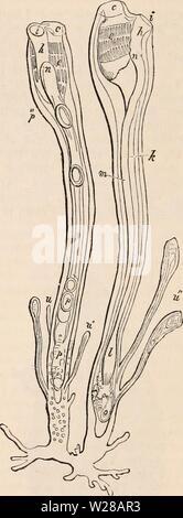 Image d'archive à partir de la page 403 de la cyclopaedia d'anatomie et de Banque D'Images