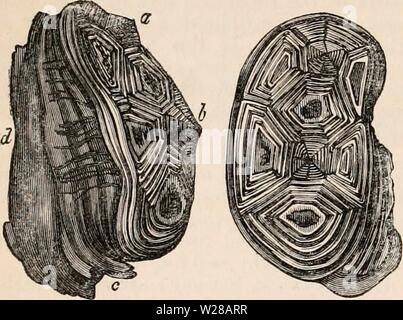 Image d'archive à partir de la page 403 de la cyclopaedia d'anatomie et de Banque D'Images