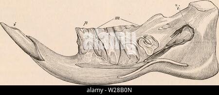 Image d'archive à partir de la page 404 de la cyclopaedia d'anatomie et de Banque D'Images