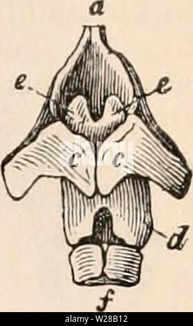 Image d'archive à partir de la page 404 de la cyclopaedia d'anatomie et de Banque D'Images