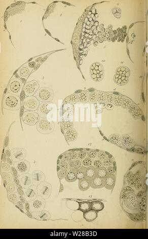 Image d'archive à partir de la page 405 de de la spermatogenèse chez les. De la spermatogenèse chez les crustacés décapodes delaspermatogen00saba Année : 1893 Banque D'Images