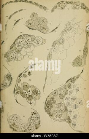 Image d'archive à partir de la page 406 de de la spermatogenèse chez les. De la spermatogenèse chez les crustacés décapodes delaspermatogen00saba Année : 1893 Banque D'Images