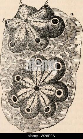 Image d'archive à partir de la page 406 de la cyclopaedia d'anatomie et de Banque D'Images