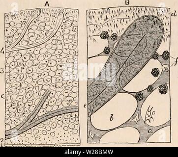 Image d'archive à partir de la page 410 de la cyclopaedia d'anatomie et de