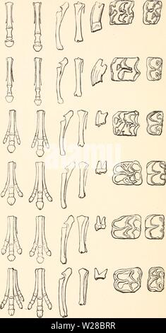 Image d'archive à partir de la page 411 du darwinisme ; une exposition du Banque D'Images