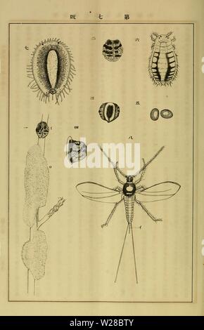 Image d'archive à partir de la page 411 de l'Dbutsugaku zasshi (1889) Banque D'Images