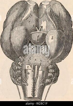 Image d'archive à partir de la page 412 de la cyclopaedia d'anatomie et de Banque D'Images