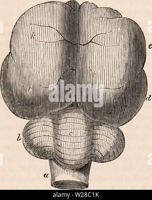 Image d'archive à partir de la page 412 de la cyclopaedia d'anatomie et de Banque D'Images