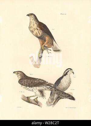 Planche II : Figure 3 La Buse pattue (Buteo sancti-joannis) Figures 4 et 5 l'American Autour des palombes (Astur atricapillus) - James De Kay, NY Oiseaux Banque D'Images