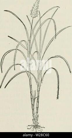 Image d'archive à partir de la page 414 de la Cyclopaedia de cultures agricoles Banque D'Images