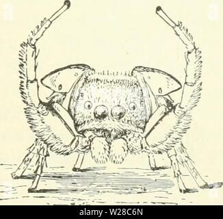 Image d'archive à partir de la page 414 de Darwin, Darwin et après une Banque D'Images