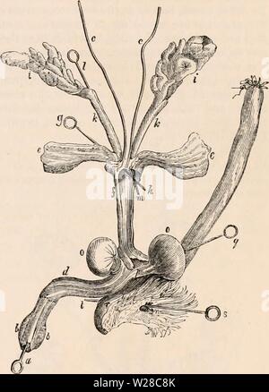 Image d'archive à partir de la page 414 de la cyclopaedia d'anatomie et de Banque D'Images