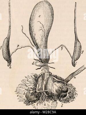 Image d'archive à partir de la page 414 de la cyclopaedia d'anatomie et de Banque D'Images