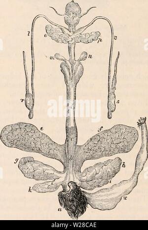 Image d'archive à partir de la page 415 de la cyclopaedia d'anatomie et de Banque D'Images