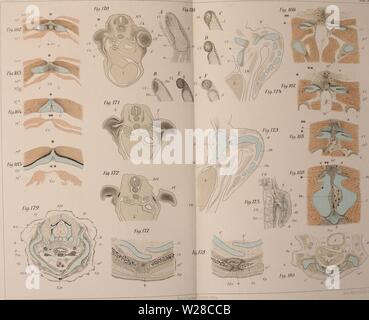 Image d'archive à partir de la page 416 de l'Gliedmassenskelet Wirbelthiere, der das mit. Gliedmassenskelet Wirbelthiere, der das mit besonderer Berücksichtigung des Schulter- und Fischen bei Beckengürtels, Amphibien und Reptilien dasgliedmassensk00wied Année : 1892 iedersheim ülicdiiwassenskcldi «h .iL iiMlhiav «. Tai'VI.Gusiav Verlv feo Baptist Gmünder.'.'-Cnei uei. Banque D'Images