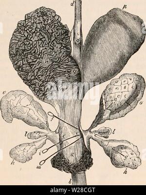 Image d'archive à partir de la page 417 de la cyclopaedia d'anatomie et de Banque D'Images