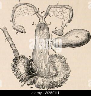 Image d'archive à partir de la page 417 de la cyclopaedia d'anatomie et de Banque D'Images