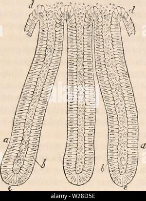 Image d'archive à partir de la page 422 de la cyclopaedia d'anatomie et de