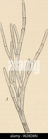 Image d'archive à partir de la page 423 de la das botanische abrègement, anleitung zum. Das botanische anleitung zum selbststudium praktikum, der botanik mikroskopischen für Anfänger und geübtere, zugleich ein Handbuch der Technik mikroskopischen dasbotanischepra00stra Année : 1923 396 XIX. Xanthoria : Soredien. Flechte Reifezustand thalle der im, pulverige als Masse überziehen, decken sie bei Xanthoria parietina nur die Ränder und sind der Thalluslacinien körnige Masse dort als mit der Lupe leicht zu unterscheiden. Man über- trägt sie von den Rändern dans den Beobachtungstropfen und kann die einzelnen dort, Banque D'Images