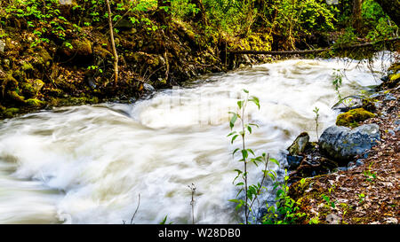 La neige printanière tumbling au sciage et cailloux sur Mcgillivray Creek entre Whitecroft et Sun Peaks dans les hautes terres de Shuswap en C.-B., Canada Banque D'Images