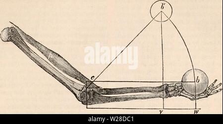 Image d'archive à partir de la page 424 de la cyclopaedia d'anatomie et de