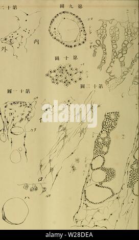 Image d'archive à partir de la page 425 de l'Dbutsugaku zasshi (1889)