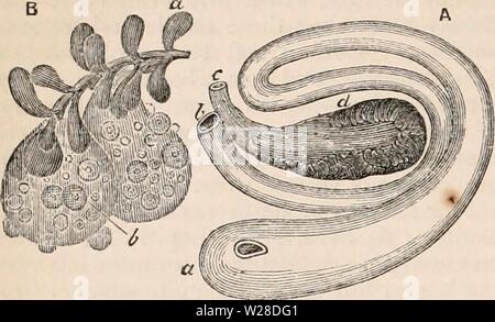 Image d'archive à partir de la page 425 de la cyclopaedia d'anatomie et de